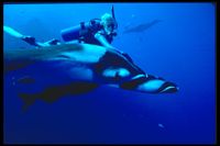 : Manta birostris; Giant Pacific Manta Ray