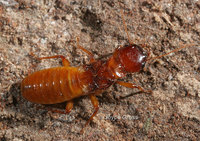 : Zootermopsis angusticollis; Pacific Dampwood Termite