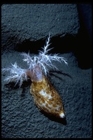 : Psolus sp.; Sedentary Sea Cucumber