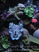 : Tridacna gigas; Giant Clam