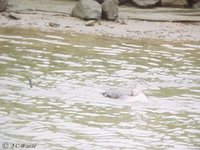 White-billed Diver Gavia adamsii