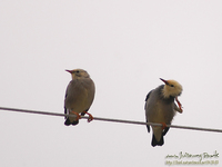 Fig.01 은빛(비단)찌르레기(Red-Billed)Silky Starling;