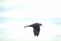 Pomarine Jaeger Stercorarius pomarinus