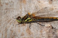 Sort Hedelibel (Sympetrum danae ) Foto/billede af