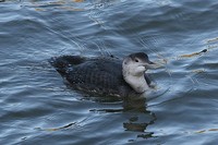 White Billed Diver