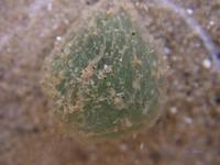 Eulalia viridis