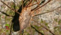 Phalangium opilio
