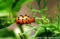 Crioceris quatuordecimpunctata