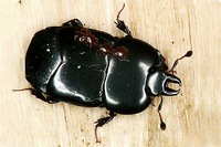 Hololepta plana