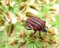 Graphosoma italicum