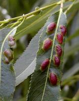 Pontania proxima