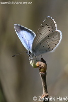 Celastrina argiolus - Lorquins Blue