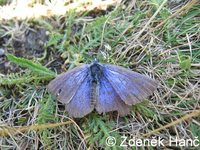 Glaucopsyche alexis - Green-underside Blue