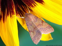 Agrochola helvola - Flounced Chestnut