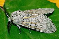 Cerura vinula - Puss Moth