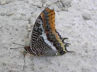 Charaxes jasius - Two-tailed Pasha