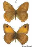 Hyponephele lycaon - Dusky Meadow Brown