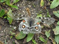 Parnassius apollo - Apollo