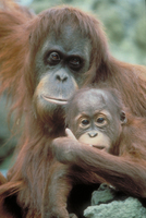 Sumatran orangutan (Pongo abelii)