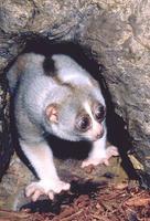 photograph of slow loris