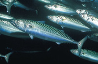 Scomber scombrus, Atlantic mackerel: fisheries, gamefish