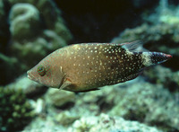 Cheilinus chlorourus, Floral wrasse: fisheries, aquarium