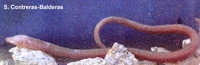 Ophisternon infernale, Blind swamp eel: