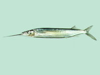 Hemiramphus lutkei, Lutke's halfbeak: fisheries