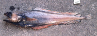 Physiculus nigriscens, :