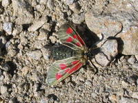 Zygaena exulans - Scotch Burnet