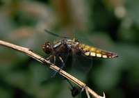 Libellula depressa - Broad-Bodied Chaser