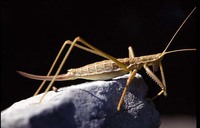 Saga pedo - Predatory Bush Cricket