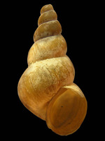 Parabaicalia florii