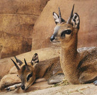 Image of: Oreotragus oreotragus (klipspringer)