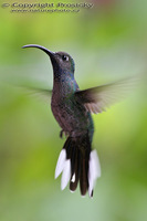 Campylopterus hemileucurus - Violet Sabrewing