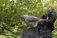 Turdoides striatus - Jungle Babbler