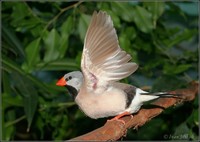 Poephila acuticauda - Long-tailed Finch