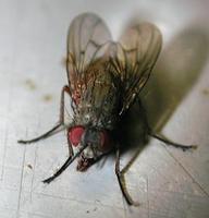 Image of: Diptera (true flies)