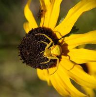 Image of: Misumena vatia (flower spider)