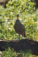 Image of: Francolinus leucoscepus (yellow-necked francolin)