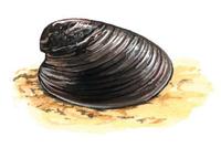 Image of: Latia neritoides