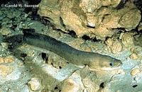 Image of: Anguilla rostrata (American eel)