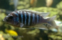 Maylandia zebra - Blue Mbuna