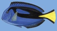 Image of: Paracanthurus hepatus (common surgeon)