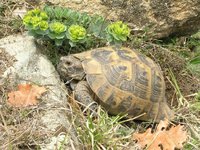 Testudo graeca - Spur-thighed Tortoise