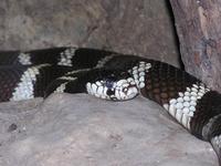 Lampropeltis getula - Common Kingsnake