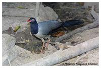 Coral-billed Ground Cuckoo - Carpococcyx renauldi