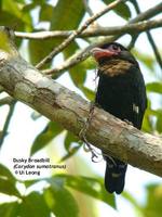 Dusky Broadbill - Corydon sumatranus