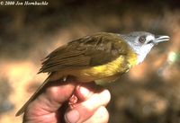 Yellow-bellied Bulbul - Alophoixus phaeocephalus