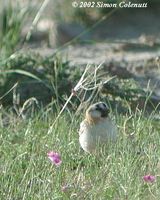 Plain-backed Snowfinch - Pyrgilauda blanfordi